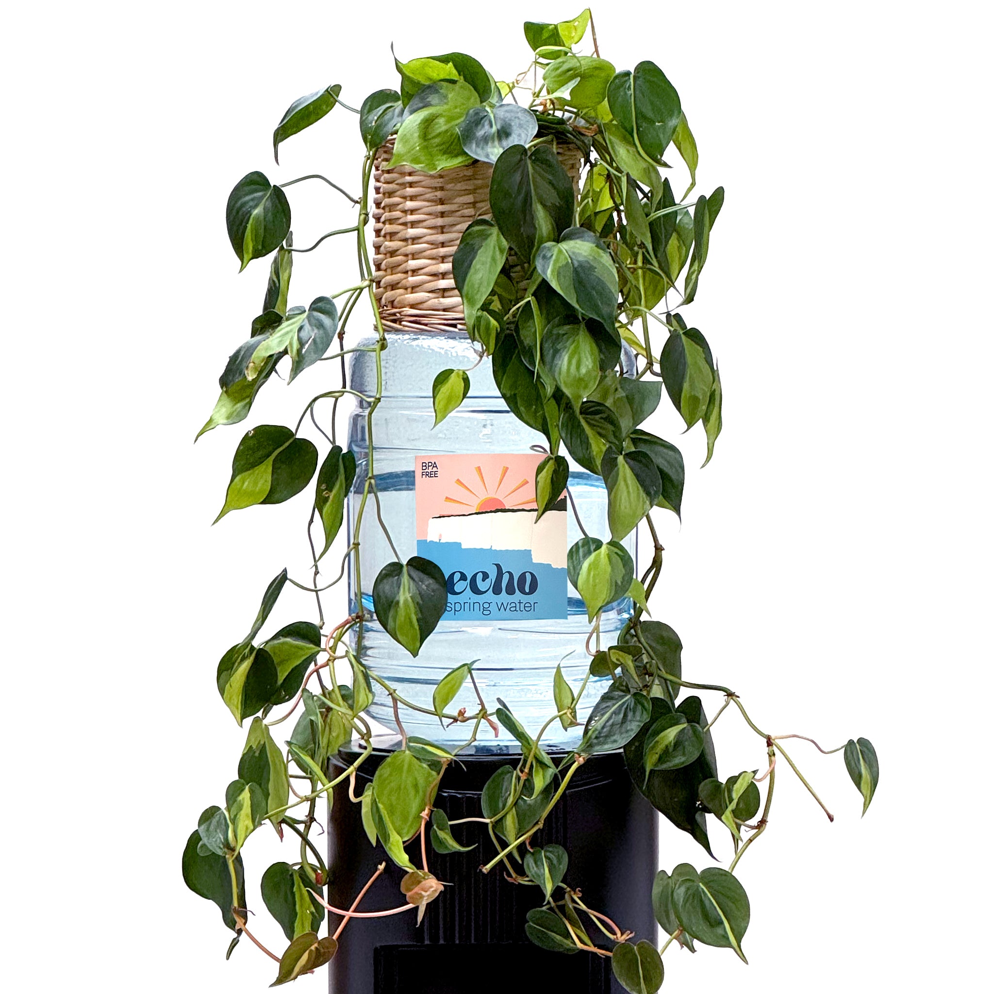Water cooler barrel with plant